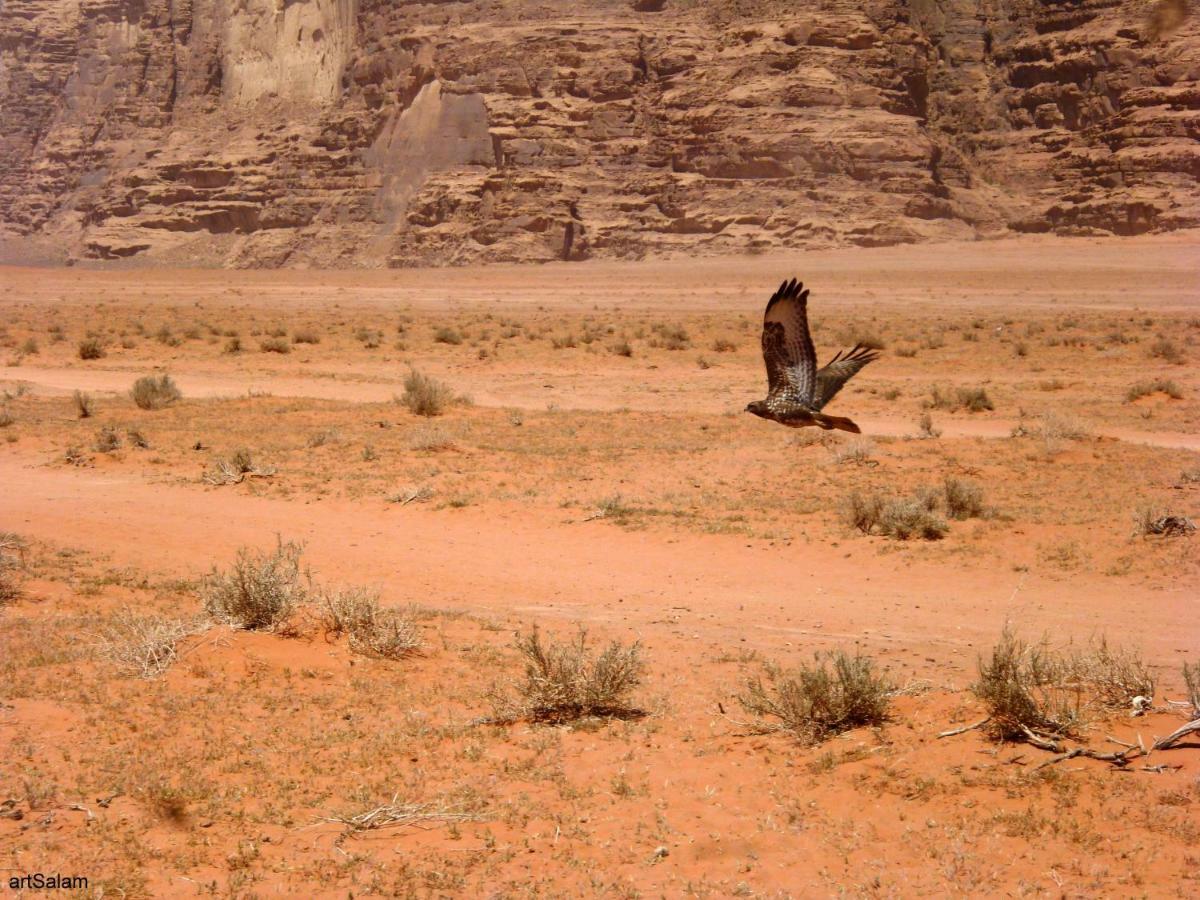 Hotel Sunrise Camp Wadi Rum Zewnętrze zdjęcie