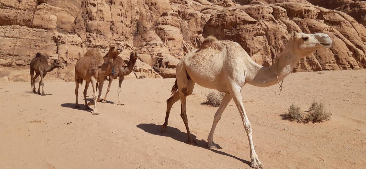 Hotel Sunrise Camp Wadi Rum Zewnętrze zdjęcie