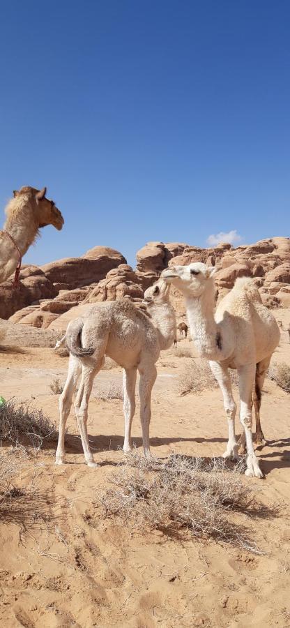 Hotel Sunrise Camp Wadi Rum Zewnętrze zdjęcie
