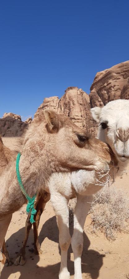 Hotel Sunrise Camp Wadi Rum Zewnętrze zdjęcie